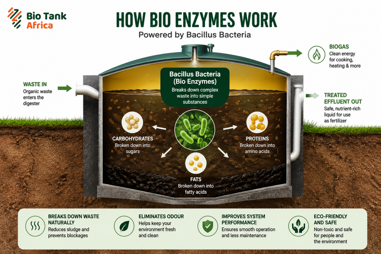 Diagram showing how Bacillus bacteria break down waste inside a biodigester chamber to produce treated effluent and biogas.